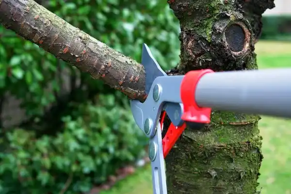 tree services Lyndonville